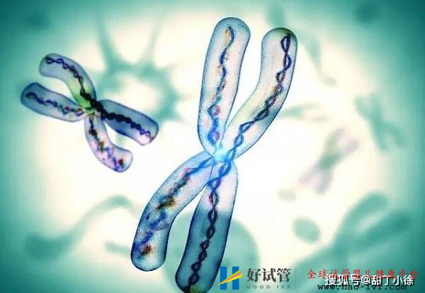 遺傳病能做試管嬰兒嗎(圖1)