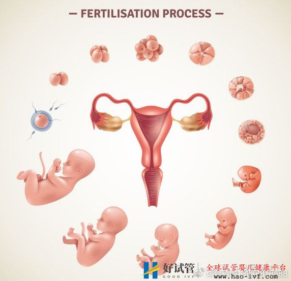 42歲做試管需要有多少個卵泡才能成功(圖1)