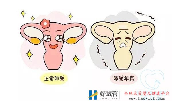 卵巢早衰做試管嬰兒的成功率多大，是自卵還是供卵好？(圖1)