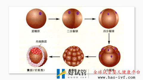 試管嬰兒費用大約多少2021年——3.國內(nèi)一二代試管嬰...(圖2)