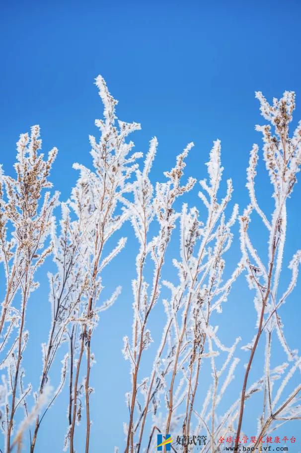 多囊卵巢綜合癥患者可以做試管嬰兒嗎？(圖1)