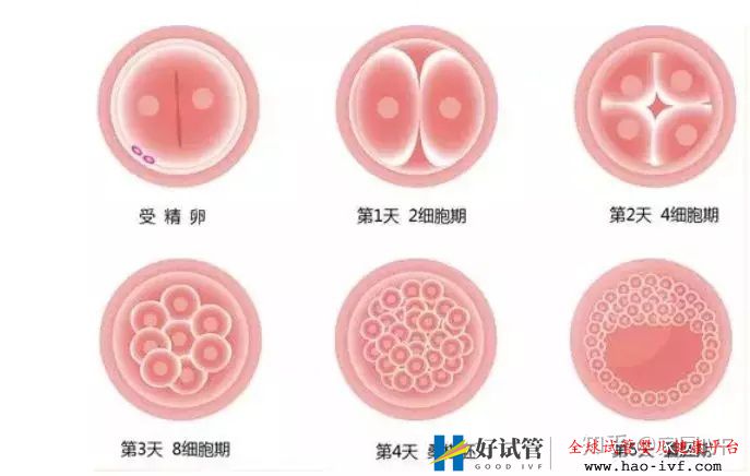 移植后驗孕,最快要等幾天(圖1)