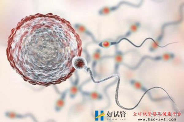一文帶你了解試管嬰兒整個(gè)流程個(gè)各個(gè)環(huán)節(jié)時(shí)間節(jié)點(diǎn)的...(圖3)