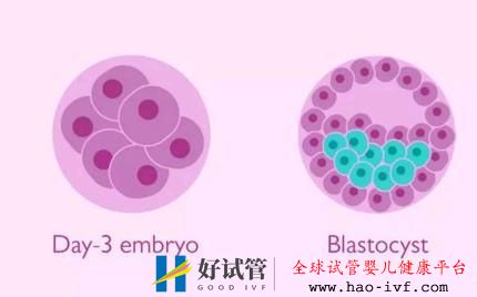 試管嬰兒胚胎醫生為什么建議養囊，而不是冷凍？(圖1)