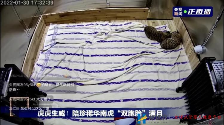 養一頭胖虎，你要花多少錢？(圖1)