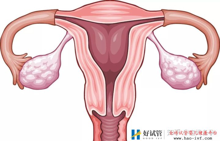 做試管嬰兒對身體有什么危害(圖3)