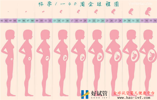 通過試管嬰兒移植成功后多久會顯肚子(圖1)