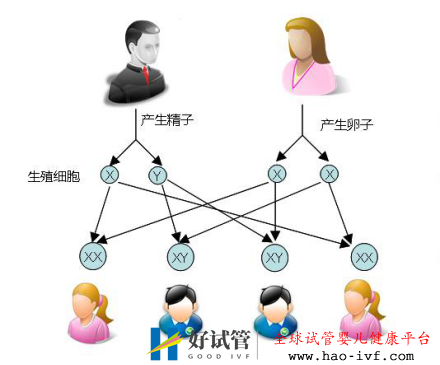 試管嬰兒可以做雙胞胎選性別嗎？(圖1)