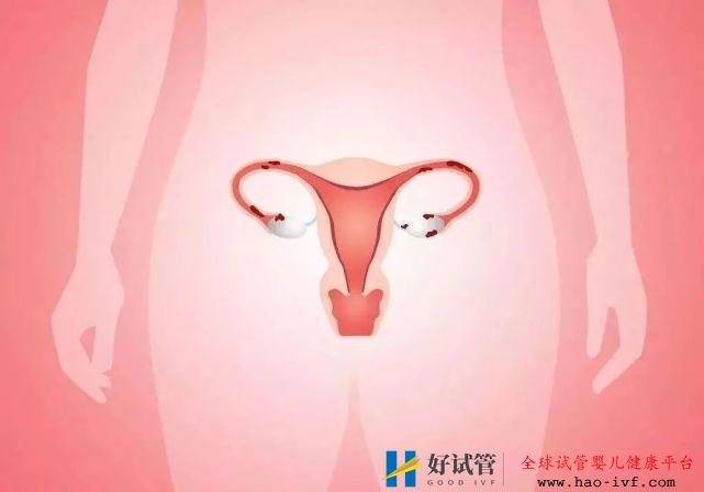 女性絕經(jīng)后還可以做試管嬰兒?jiǎn)幔?圖1)