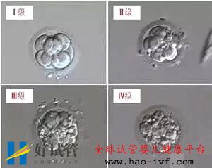 泰國試管嬰兒鮮胚，囊胚，凍胚，哪個(gè)移植成功率更高(圖2)