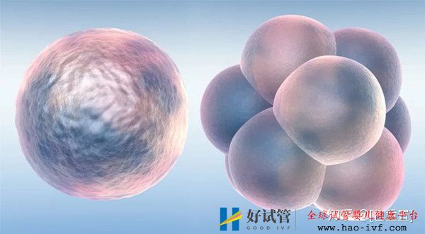 試管嬰兒囊胚移植需要滿足什么條件