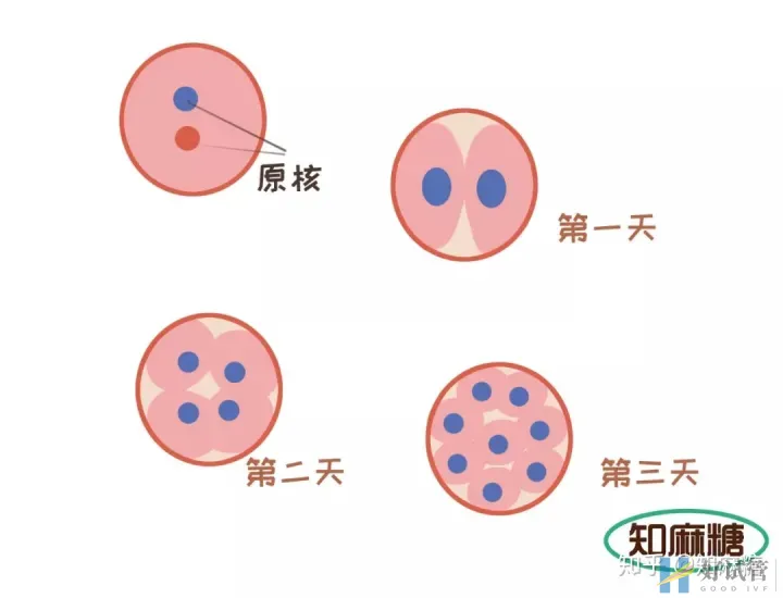 試管嬰兒是爸媽親生的嗎?（什么是“試管嬰兒”？）越早知道越好(圖10)