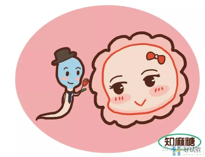 試管嬰兒是爸媽親生的嗎?（什么是“試管嬰兒”？）越早知道越好(圖9)