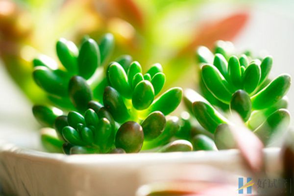 養花可以打發孕期無聊時光