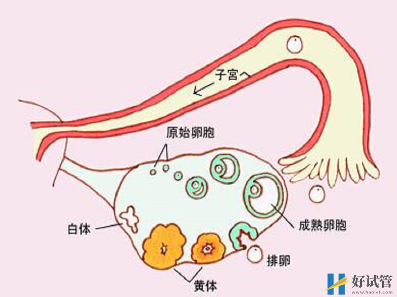 ahm是評估女性卵巢功能的重要指標