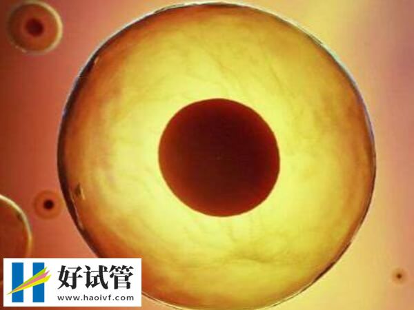供卵試管申請要排隊等待