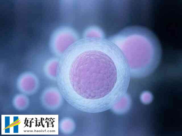 竇卵泡就是基礎卵泡