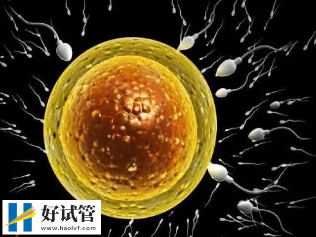 卵子質(zhì)量不好會(huì)影響試管成功率