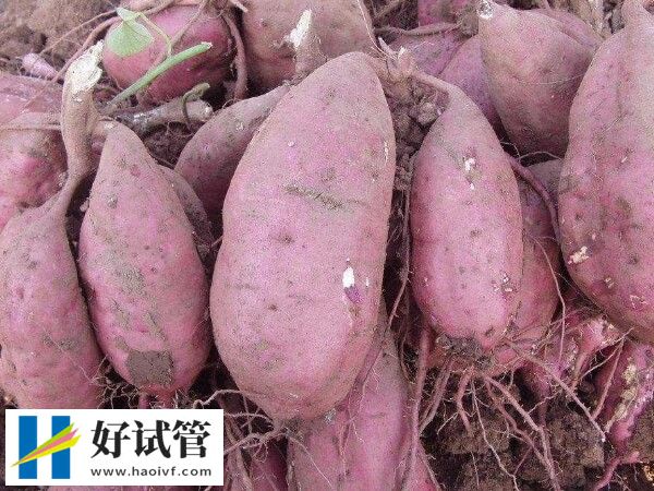 試管便秘能不能吃紅薯