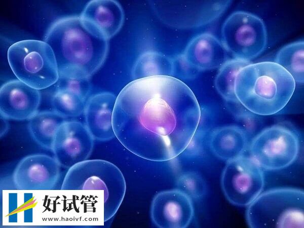 取卵試管嬰兒的流程之一
