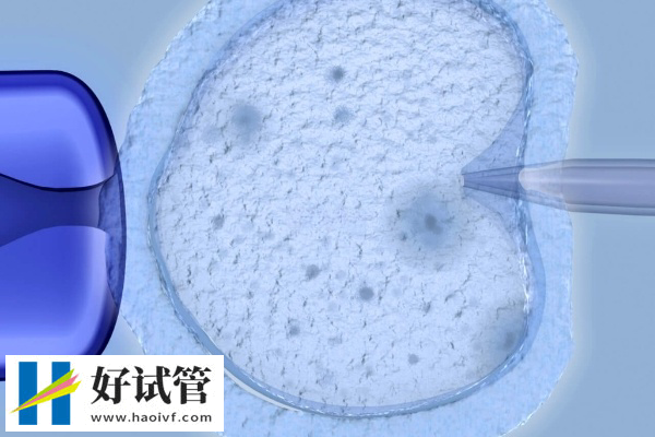 養囊后移植妊娠率更高