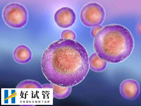 供卵等待時間較長