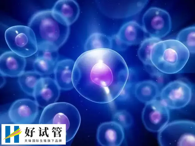 第三代試管嬰兒月經檢查后第二天可以立即促排卵嗎?(圖1) 第三代試管嬰兒月經檢查后第二天可以立即促排卵嗎?(圖1)