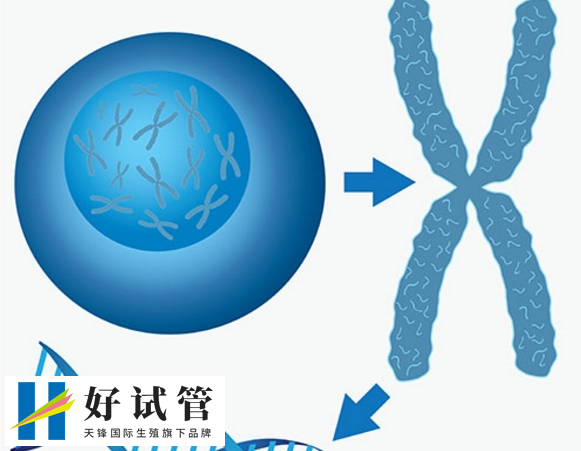 老夫婦三代試管嬰兒成功率高嗎?試管價格詳細清單(圖1) 老夫婦三代試管嬰兒成功率高嗎?試管價格詳細清單(圖1)