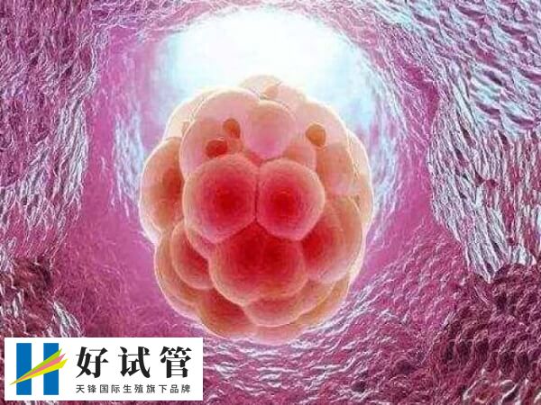 6ac和6aa囊胚的質(zhì)量被認(rèn)為是非常優(yōu)質(zhì)的