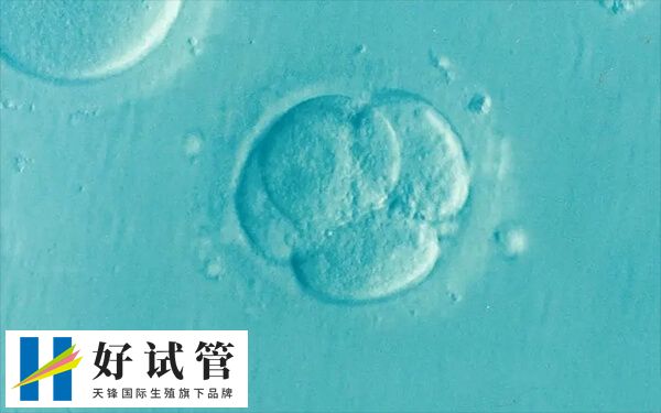 6aa囊胚移植成功率因人而異