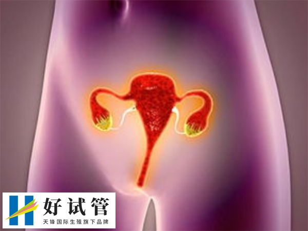 卵巢功能會影響試管成功率