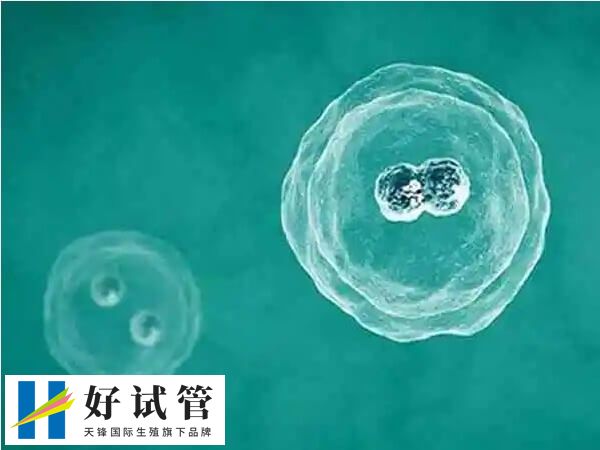 囊胚移植后的成功率通常較高