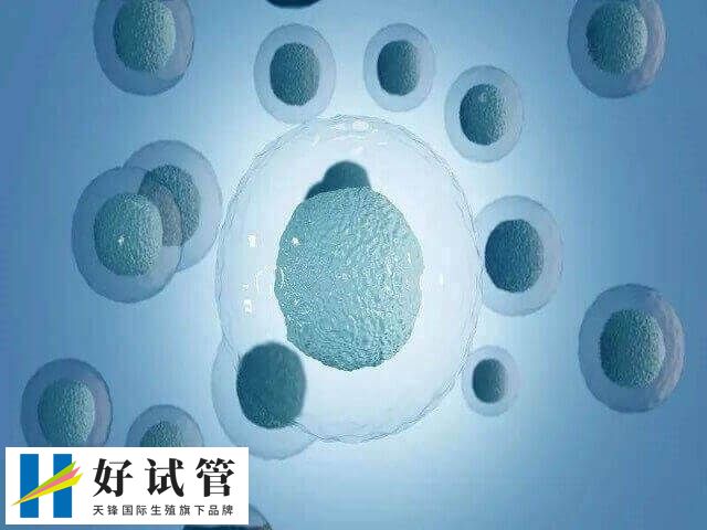促排卵可以促進卵泡的發育和成熟