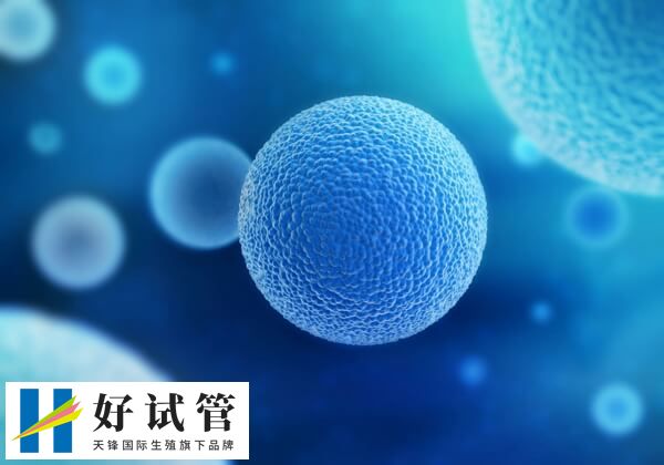 基礎卵泡數量越多促排卵越多