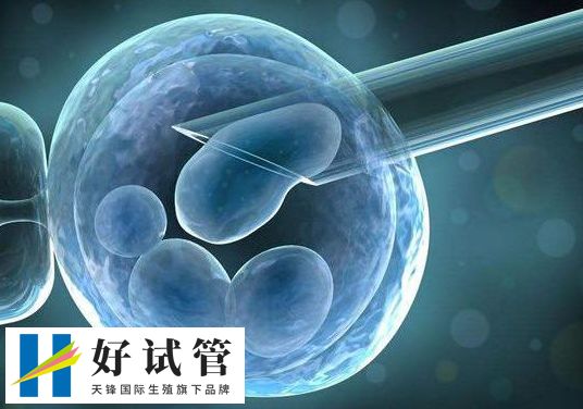 移植雙囊胚成功率究竟如何？真實數(shù)據(jù)告訴你答案