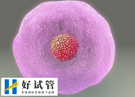 HCG值可以判斷胎兒發育情況