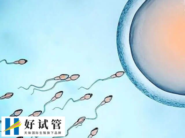 取卵和取精最好在同一天進行