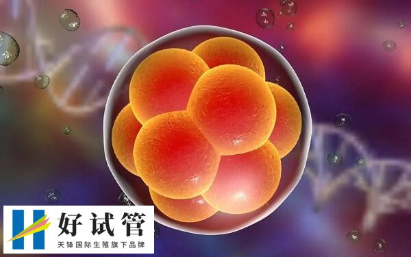 自然周期可以移植鮮胚