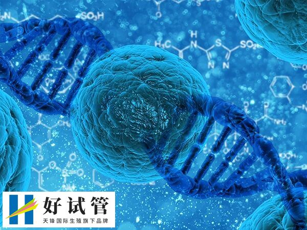 年齡越大試管嬰兒成功率越低
