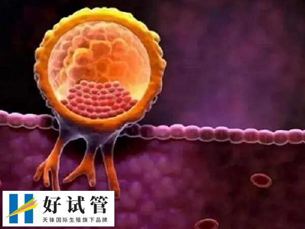 內膜的厚度達到8-15mm左右可移植胚胎