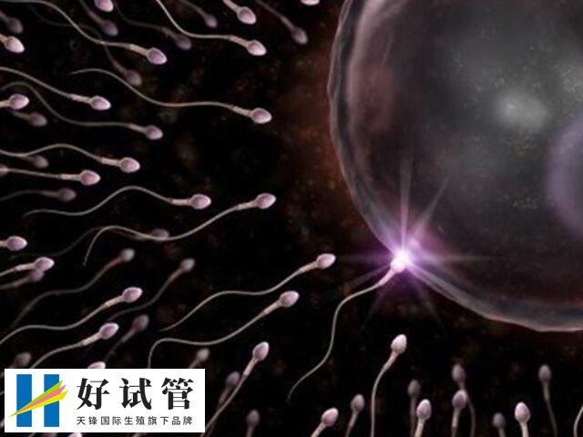 Y精子是攜帶男性染色體的精子