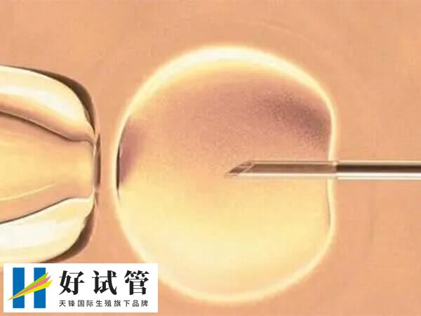 受精卵培養基本費用為5萬日元