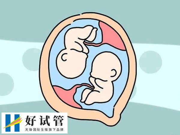 胚胎是男性或女性也是一個隨機事件