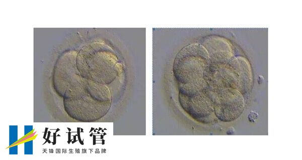 優(yōu)質(zhì)胚胎和普通胚胎