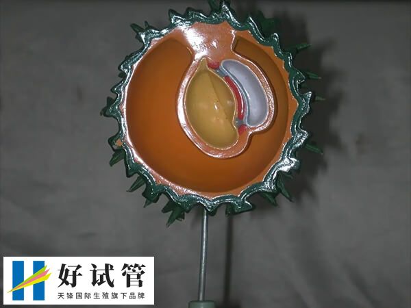 4細胞胚胎發育速度較慢