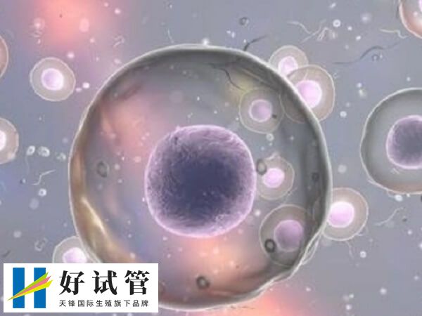 4細胞養囊成功的概率大概有40%