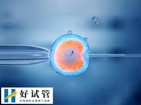 卵子干細胞技術能提高卵子質量