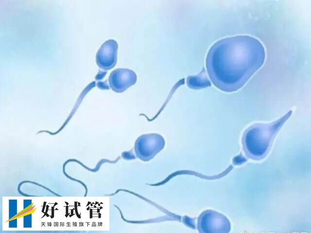促排卵之后就可以進行取卵取精了