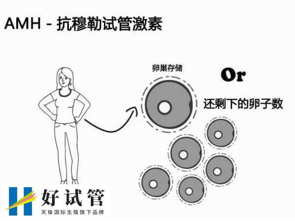 AMH值正常的范圍是2-6.8ng/ml